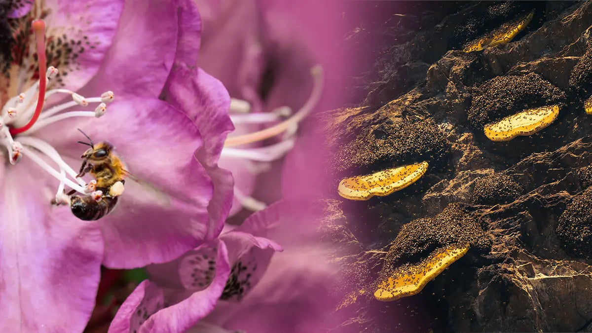 Mad honey on cliff and the wild bees on Rhododendron