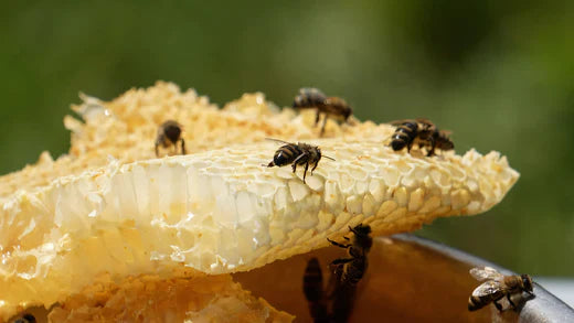 bees sitting around mad honey comb