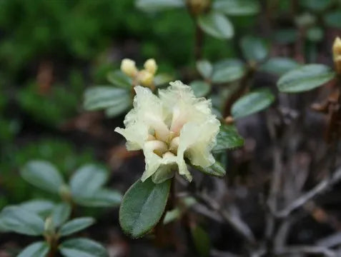 Rhododendron Anthopogon