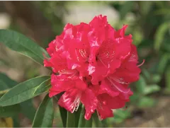 Rhododendron Barbatum
