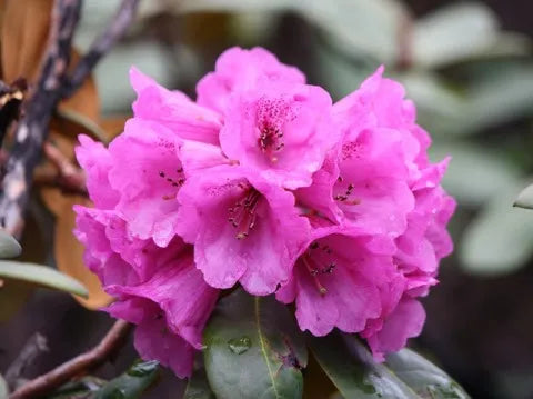 Rhododendron Campan