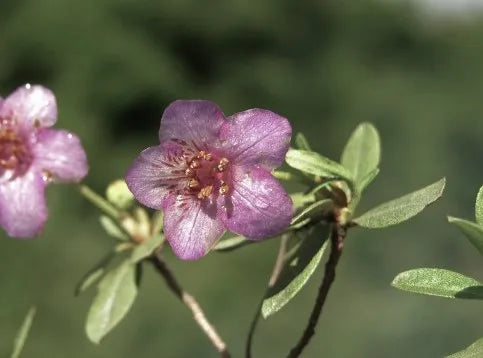 Rhododendron Lepidotum