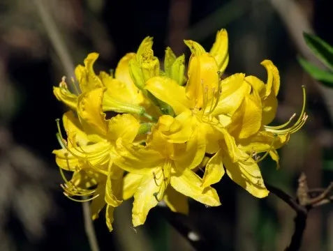 Rhododendron Luteum