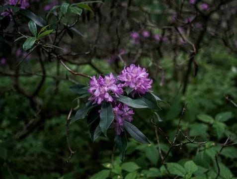 Rhododendron Ponticum