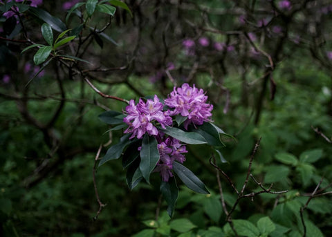 Purple Rhododendron for Mad Honey Nepal