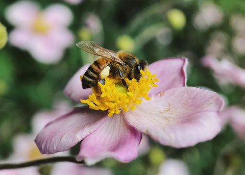 A bee collecting nectar from pollen of wildflower