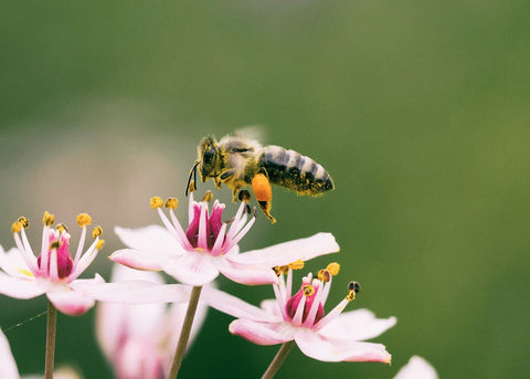 A bee collecting nectar from a flower