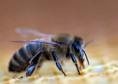 Apis Laboriosa the Himalayan giant bee